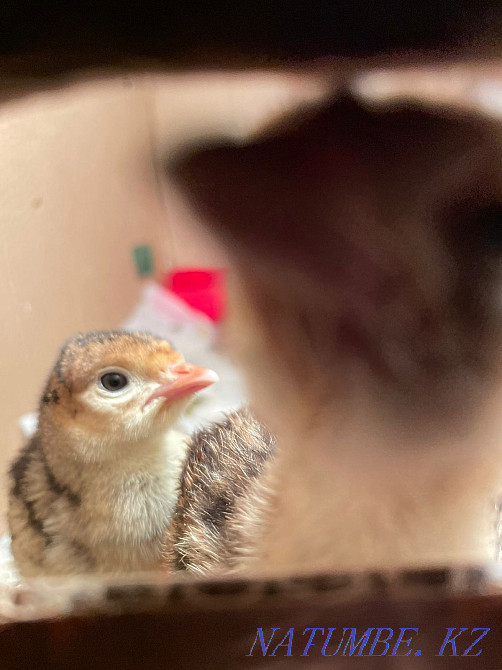 sell turkey egg Aqtau - photo 4