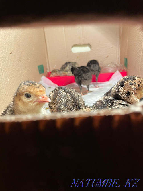 sell turkey egg Aqtau - photo 2