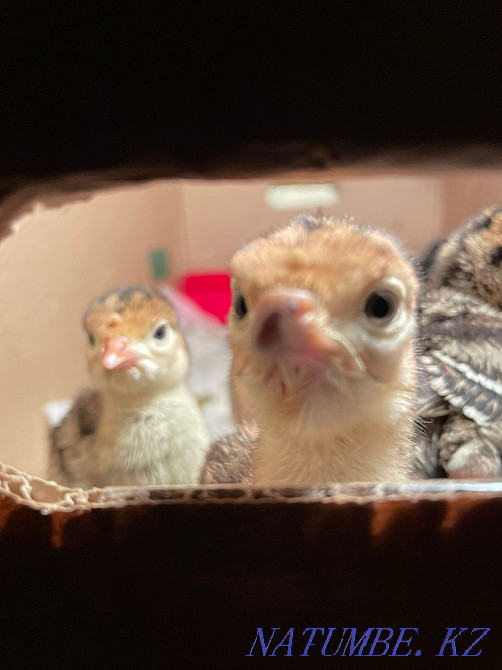 sell turkey egg Aqtau - photo 3