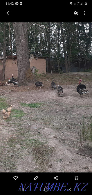 Индюк продам индюк Байсерке - изображение 1