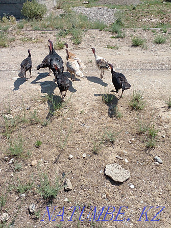 Young turkey birds  - photo 1