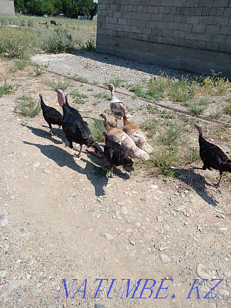 Young turkey birds  - photo 2