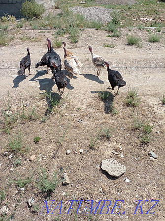 Young turkey birds  - photo 3