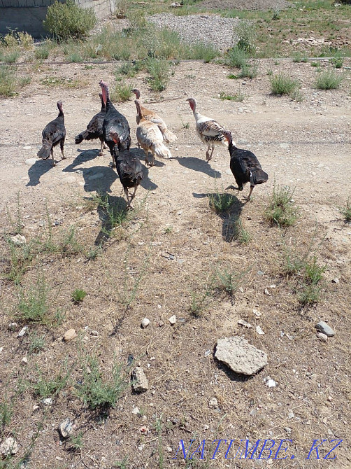 Young turkey birds  - photo 1