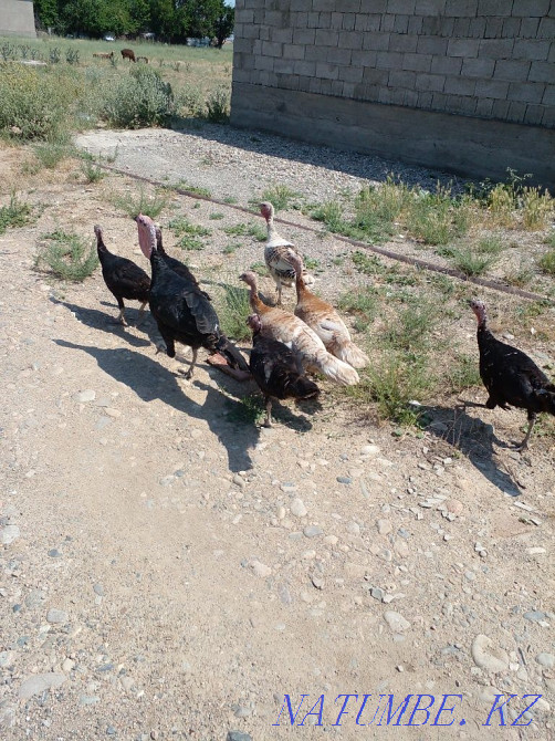 Young turkey birds  - photo 2