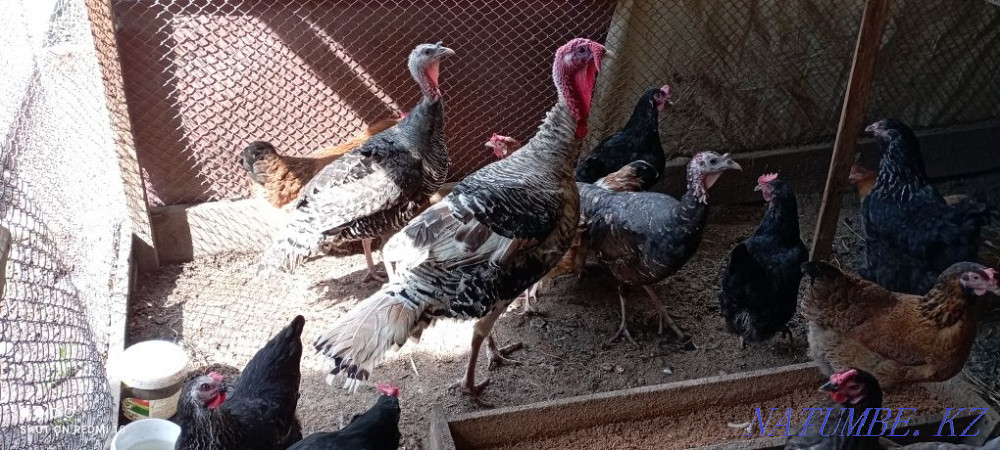 Индюки взрослые.. Сауран - изображение 3