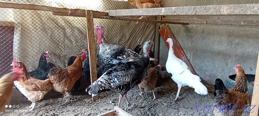 Индюки взрослые.. Сауран - изображение 2