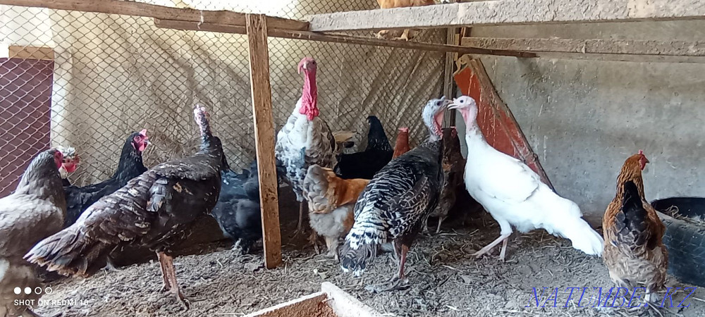 Индюки взрослые.. Сауран - изображение 1