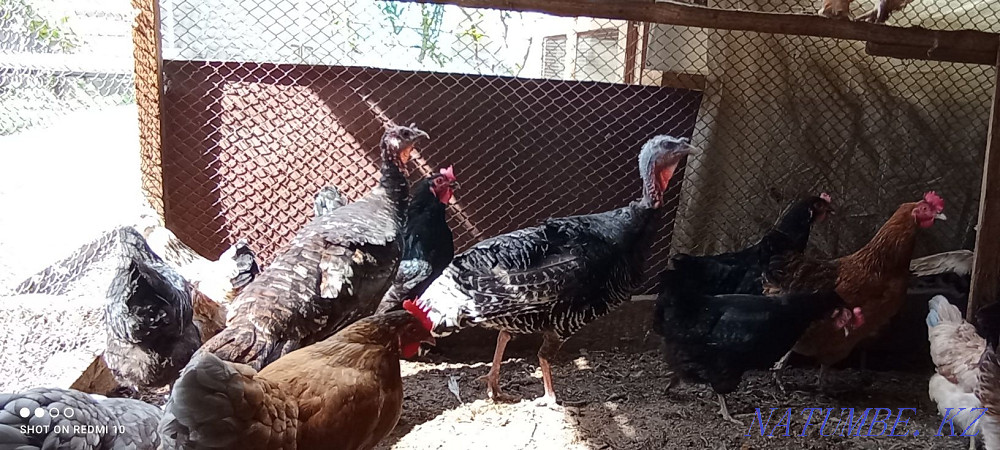 Индюки взрослые.. Сауран - изображение 4