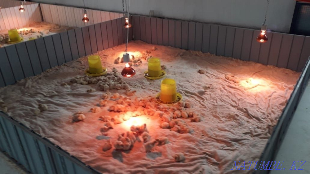 Продажа индюков БИГ-6  - изображение 2