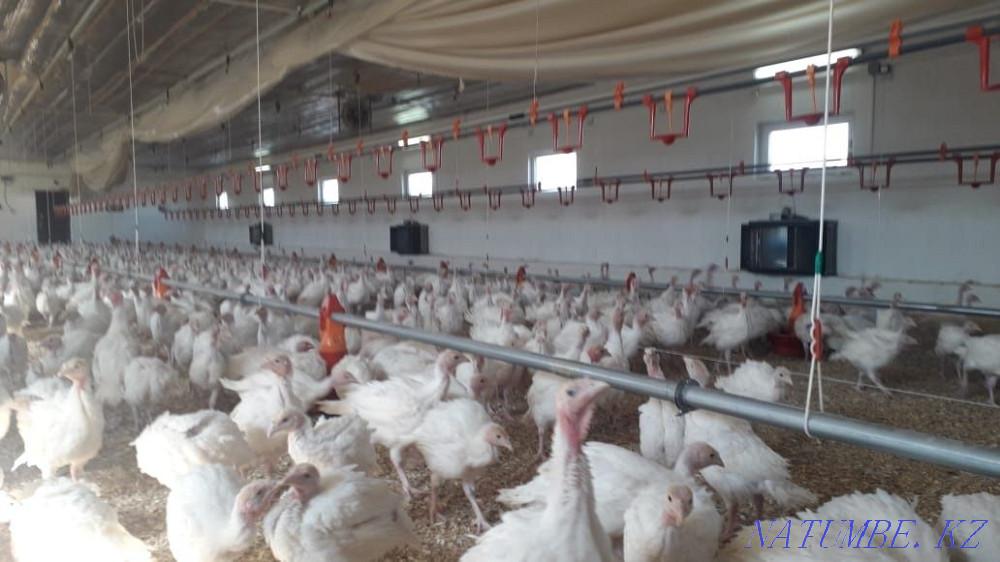 Продажа индюков БИГ-6  - изображение 4