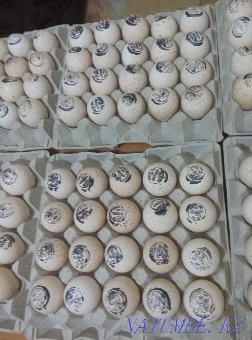 Продажа индюков БИГ-6  - изображение 1