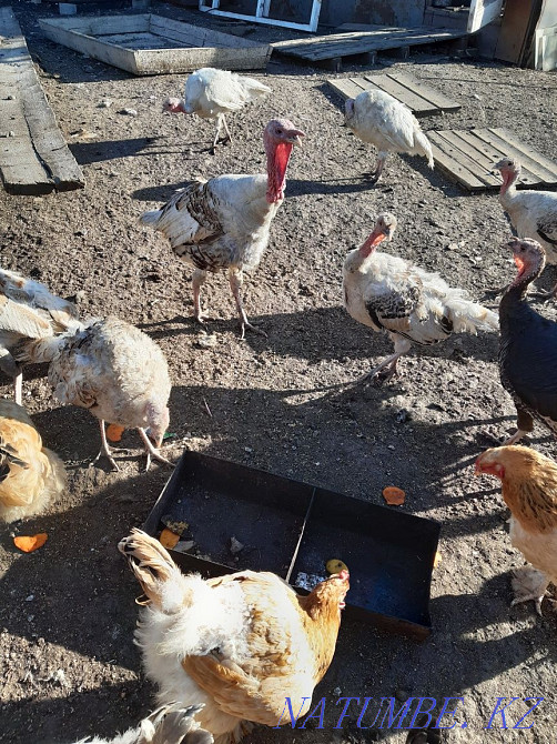 Индюки домашние . Кокшетау - изображение 3