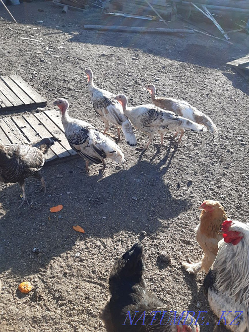 Индюки домашние . Кокшетау - изображение 2