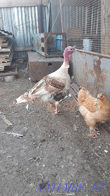 Индюки домашние . Кокшетау - изображение 1