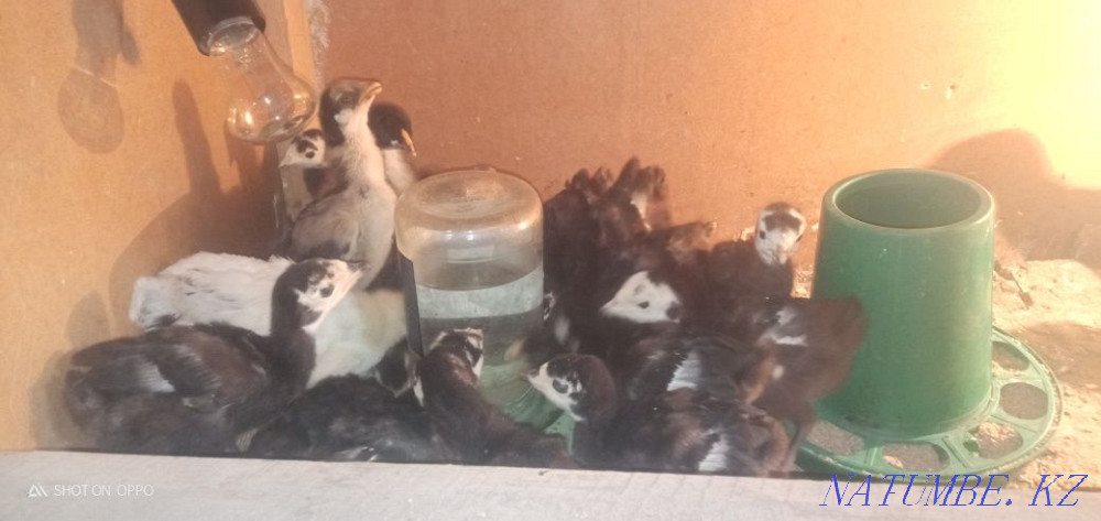 Индюк индюк Индюк индюк Индюк индюк Еркин - изображение 2