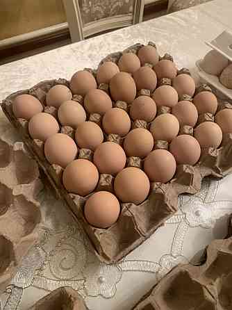 Продаетяся яйцо инкубационное белые индюки, светлая брама Shymkent