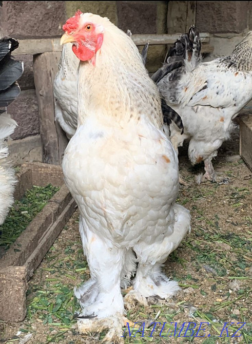 Hatching eggs for sale white turkeys, light brahma Shymkent - photo 2