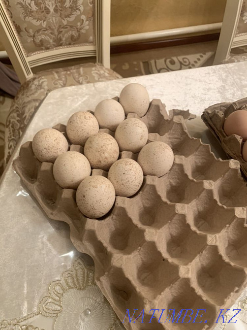 Hatching eggs for sale white turkeys, light brahma Shymkent - photo 3