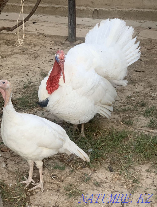 Hatching eggs for sale white turkeys, light brahma Shymkent - photo 1