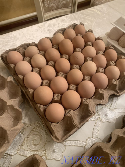 Hatching eggs for sale white turkeys, light brahma Shymkent - photo 4