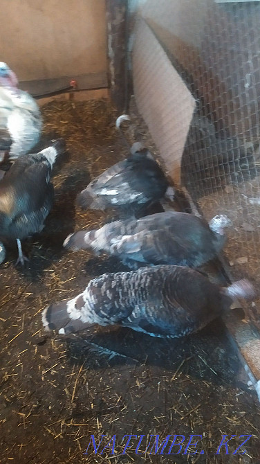 Срочно! Продам семью индюков Петропавловск - изображение 4