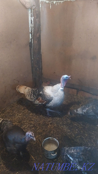 Срочно! Продам семью индюков Петропавловск - изображение 3