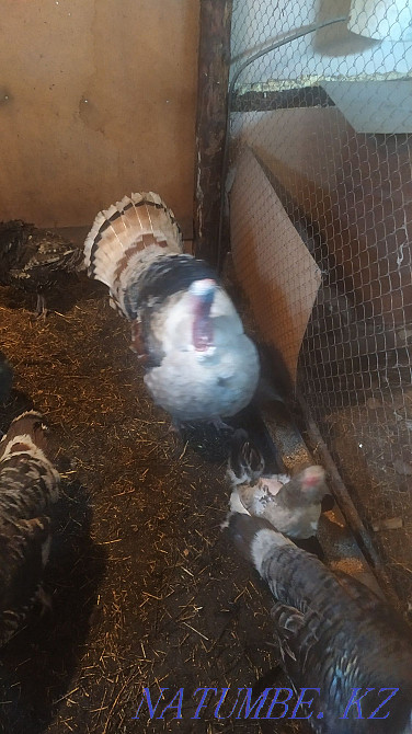 Срочно! Продам семью индюков Петропавловск - изображение 1