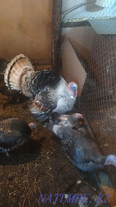 Срочно! Продам семью индюков Петропавловск - изображение 2
