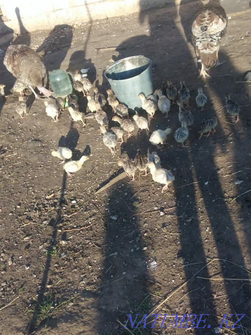 Turkey 1 piece Balapan 9 pieces Astana - photo 1