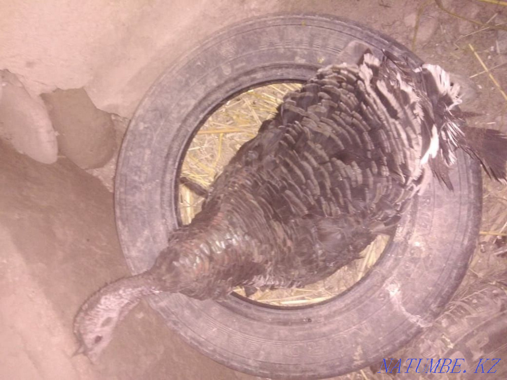 Turkey for sale????  - photo 1