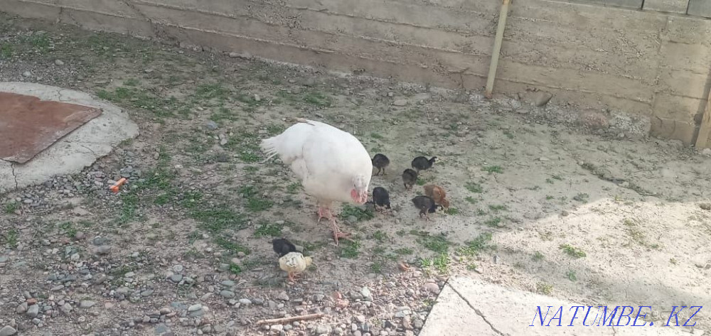 Sell domestic turkeys Узынагаш - photo 3