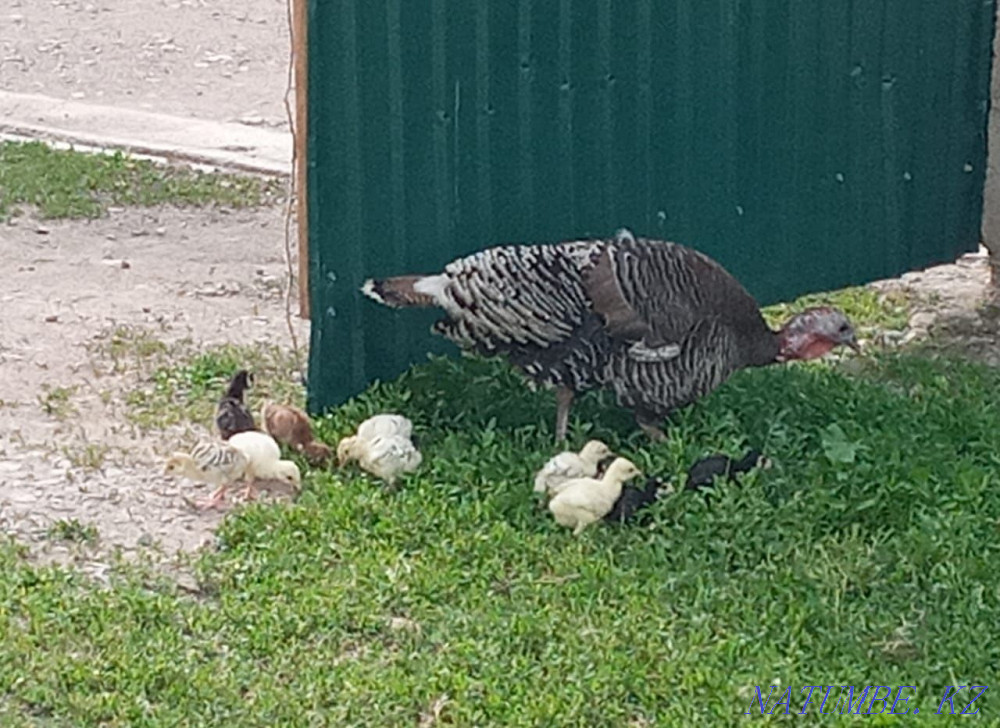 Sell domestic turkeys Узынагаш - photo 1
