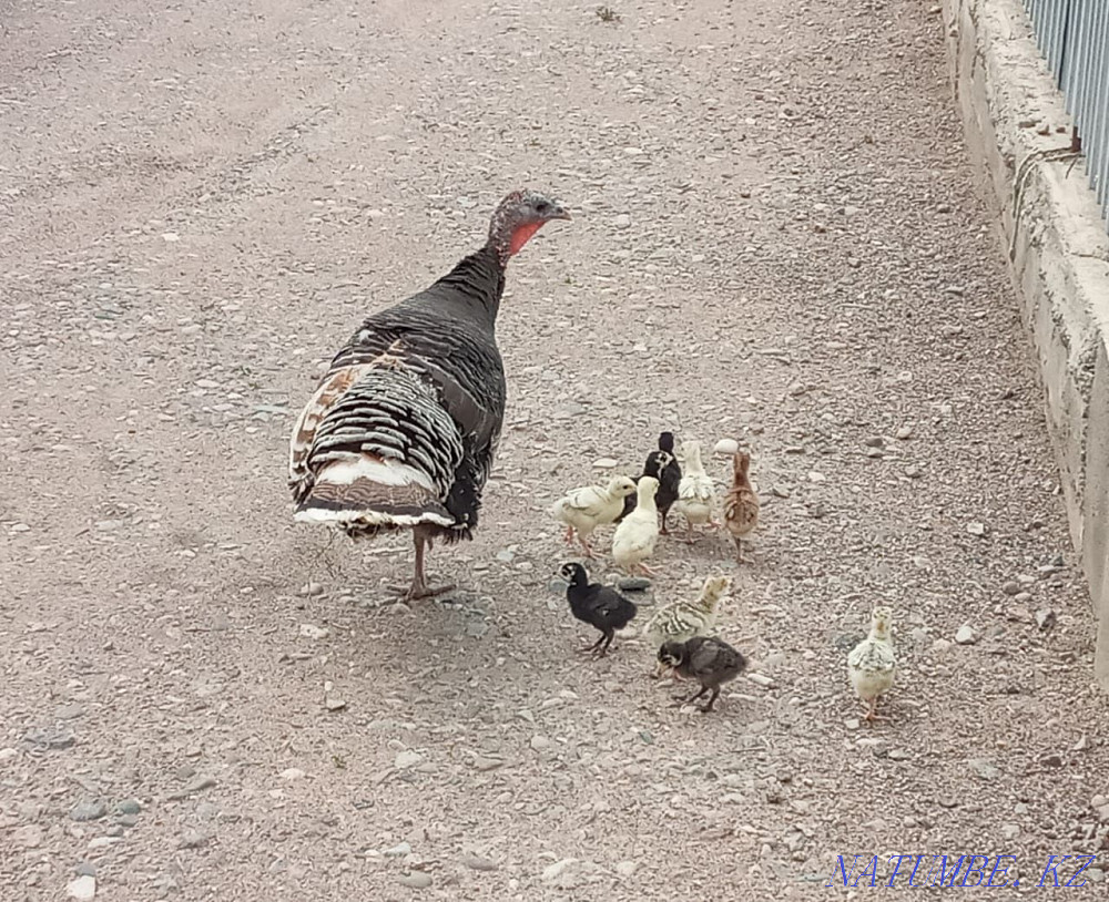 Sell domestic turkeys Узынагаш - photo 4
