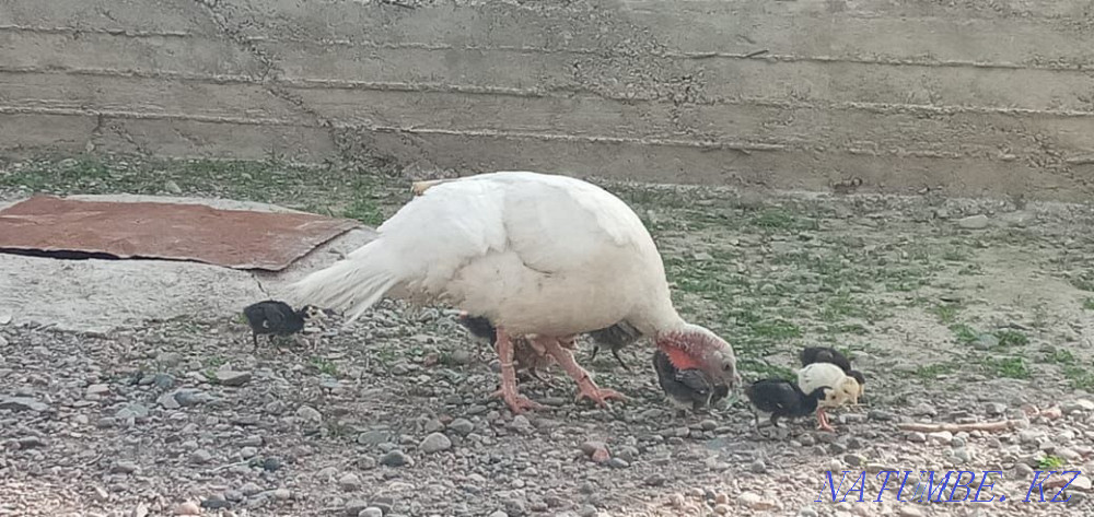 Sell domestic turkeys Узынагаш - photo 2