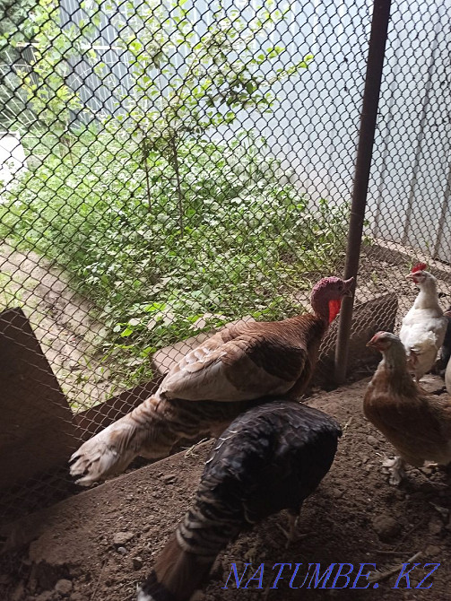 бозғылт жас күркетауық  Алматы - изображение 2