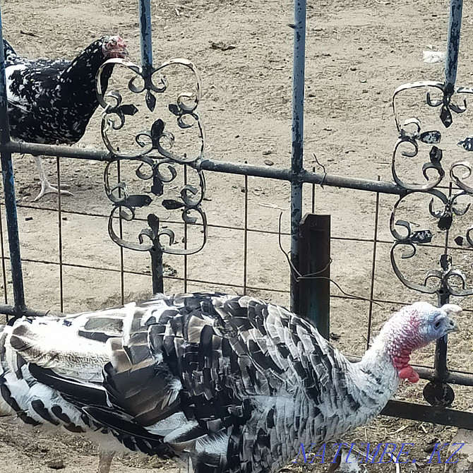 Male turkey for sale for divorce Pavlodar - photo 1