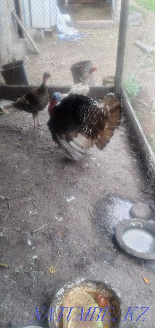 Sell turkey urgently Esik - photo 1