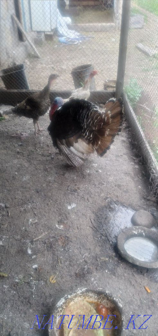Sell turkey urgently Esik - photo 2