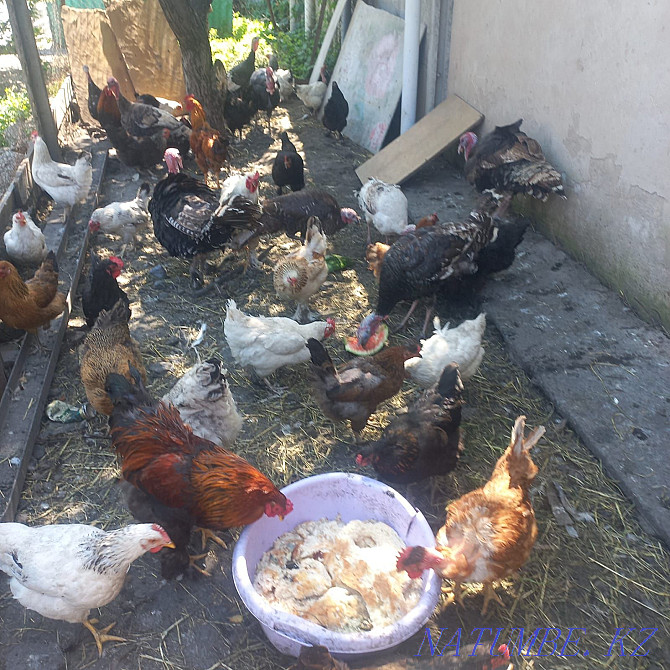 Urgently selling turkey chickens  - photo 2