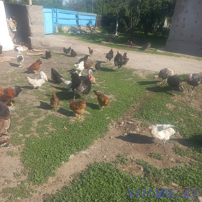 Urgently selling turkey chickens  - photo 3