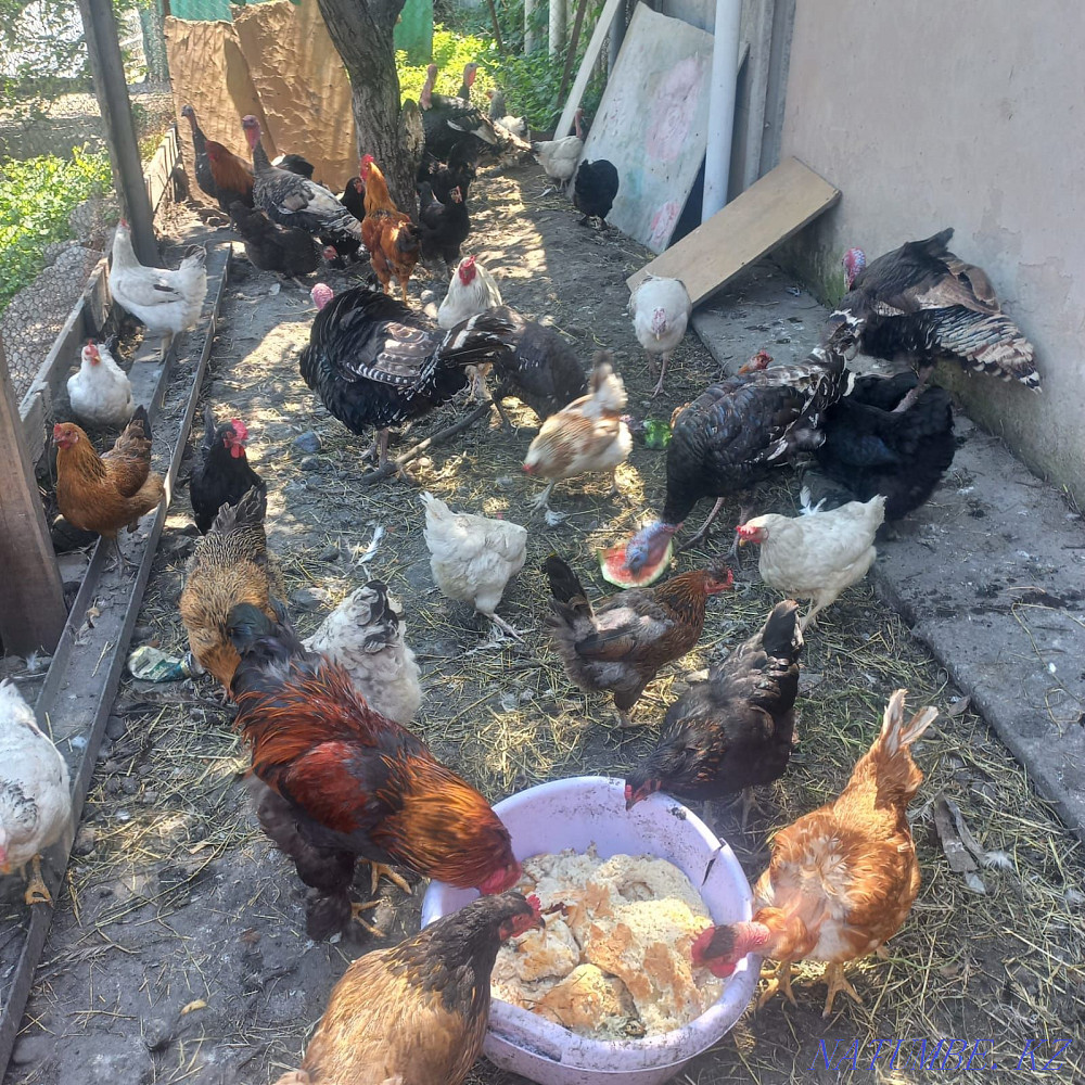 Срочно продам Индюков курей  - изображение 1