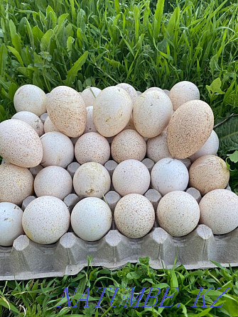 We sell turkey eggs. Fresh, homemade. 300 tg per piece Shymkent - photo 1