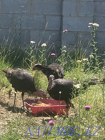 female turkeys Almaty - photo 1