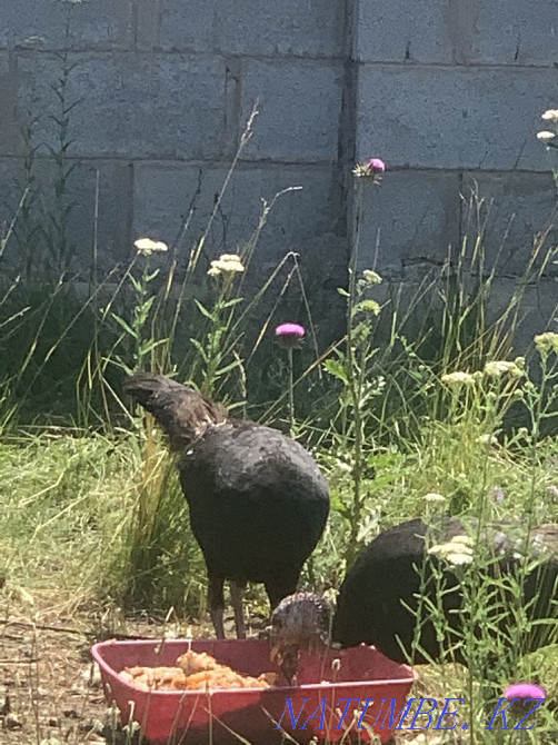 female turkeys Almaty - photo 3