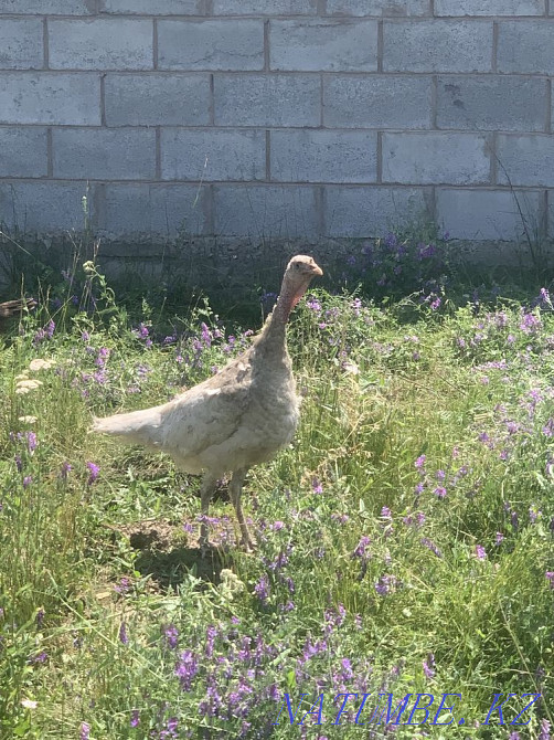 female turkeys Almaty - photo 2