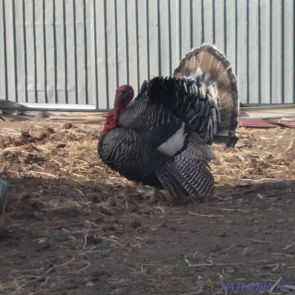 ?ндік.индюк.индук сатылады Алмалы - изображение 2