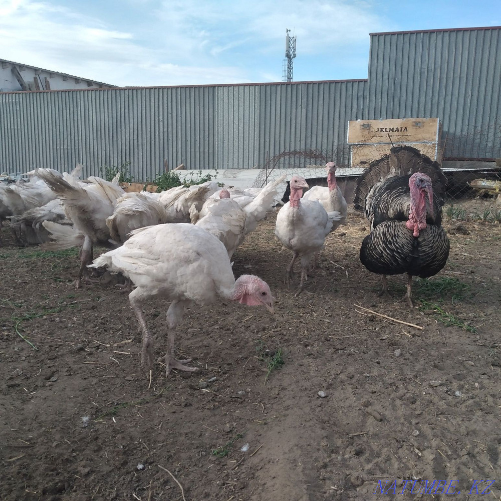 ?ндік.индюк.индук сатылады Алмалы - изображение 4