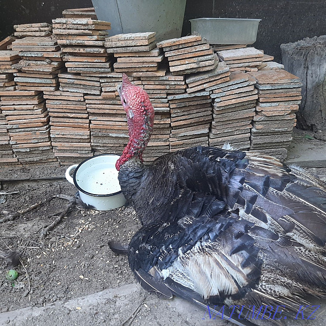Sell turkey and turkey Almaty - photo 1