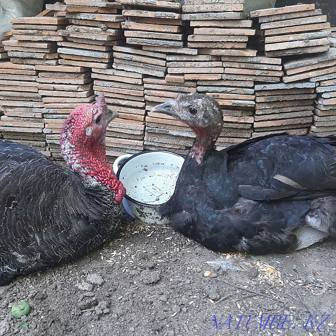 Sell turkey and turkey Almaty - photo 3